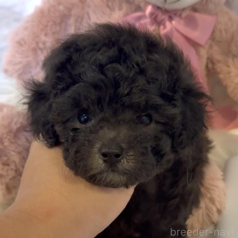 販売中の沖縄県のタイニープードル-423376の3枚目