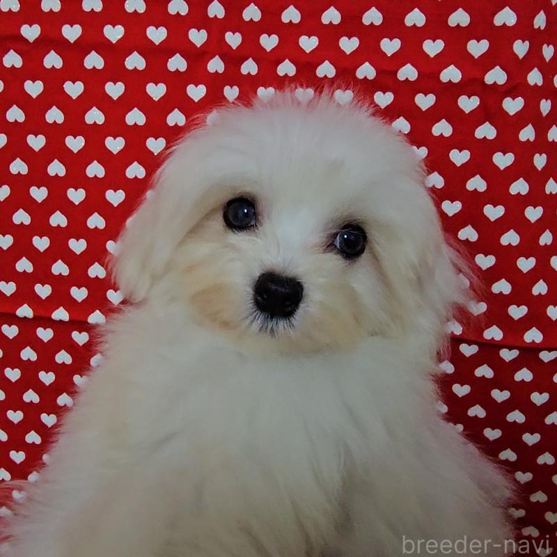 成約済の京都府のマルチーズ-410619の3枚目