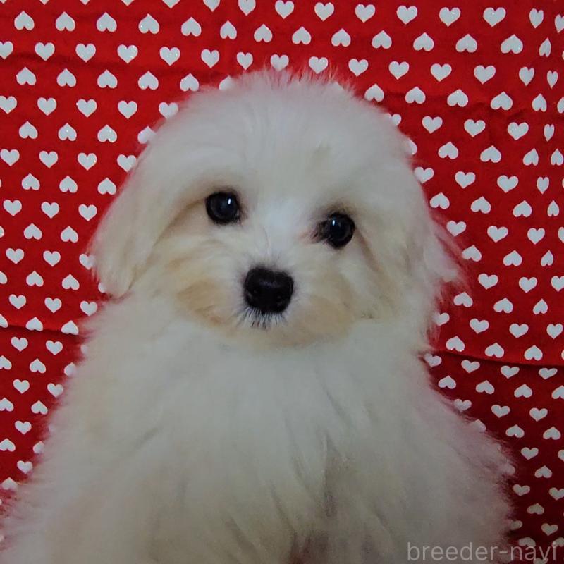 成約済の京都府のマルチーズ-410619の2枚目