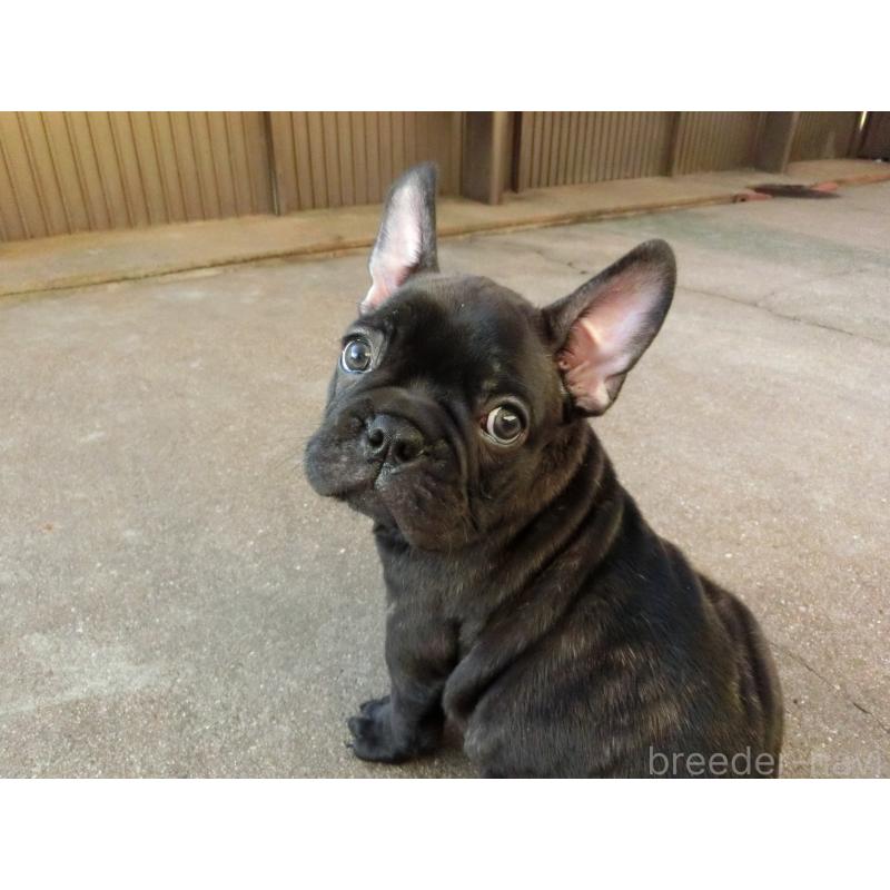 販売中の兵庫県のフレンチブルドッグ-421545の6枚目