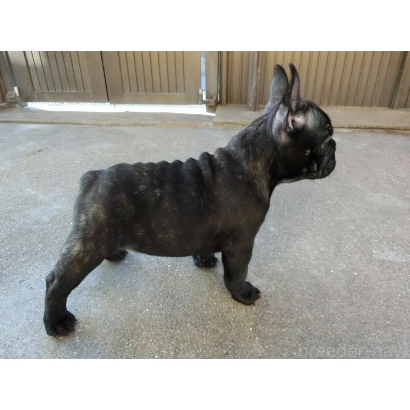 販売中の兵庫県のフレンチブルドッグ-421545の5枚目