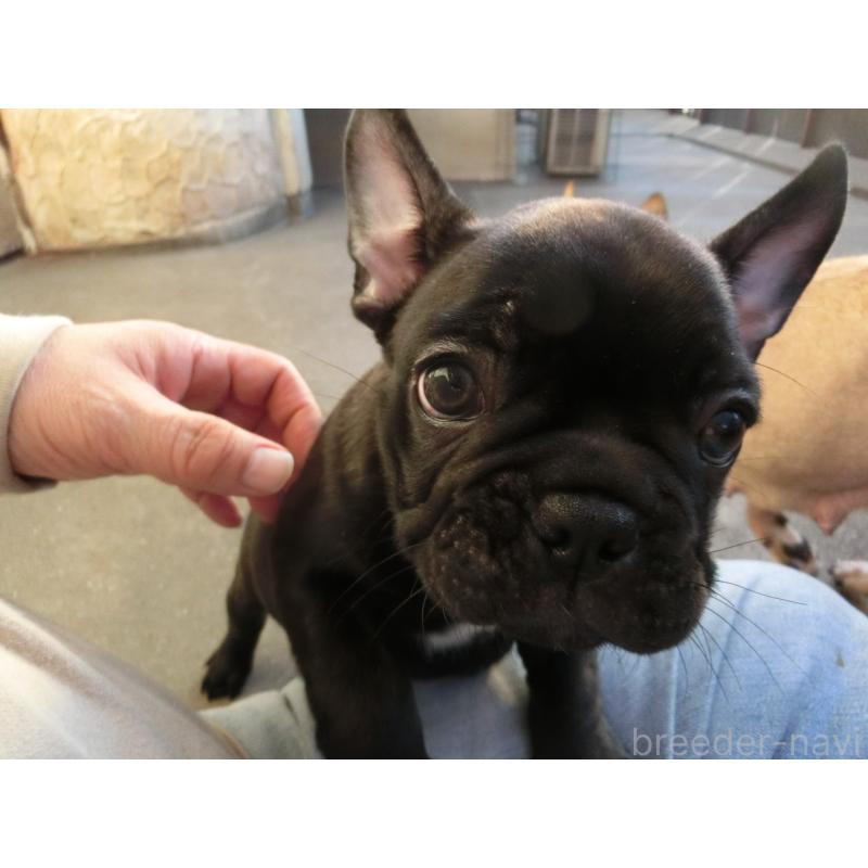 販売中の兵庫県のフレンチブルドッグ-421545の4枚目