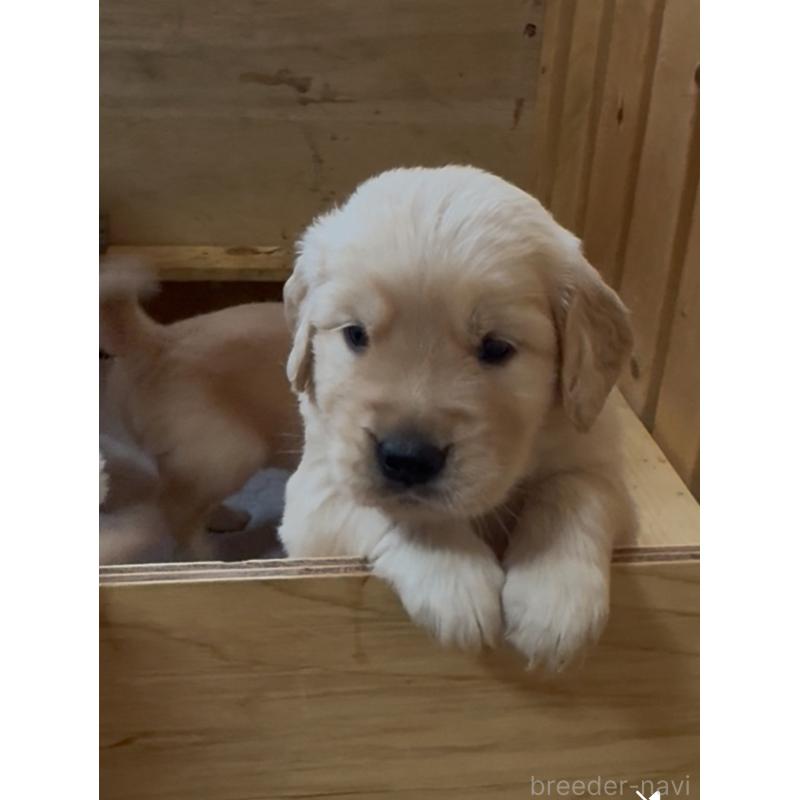 販売中の愛知県のゴールデンレトリーバー-420555