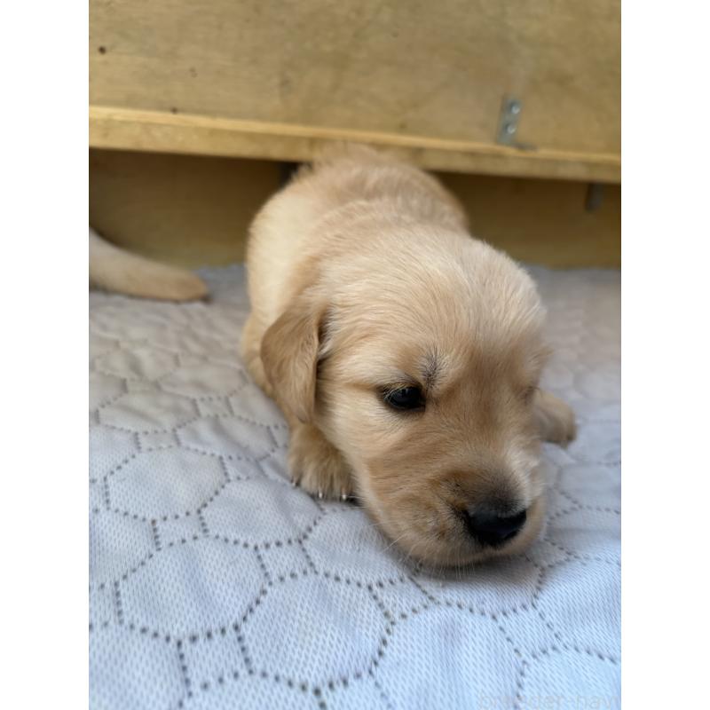 販売中の愛知県のゴールデンレトリーバー-420554