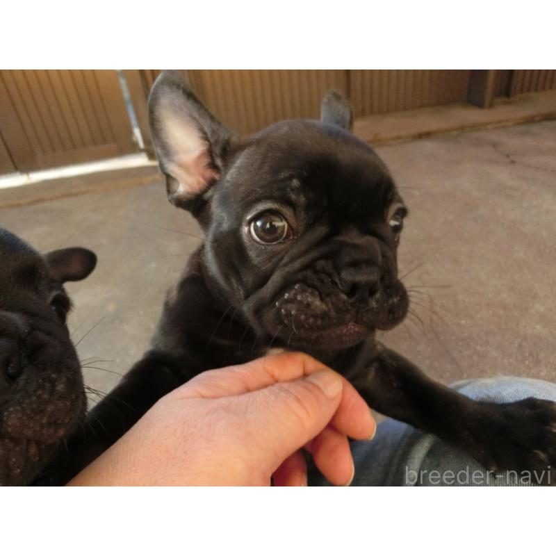 販売中の兵庫県のフレンチブルドッグ-421545の3枚目