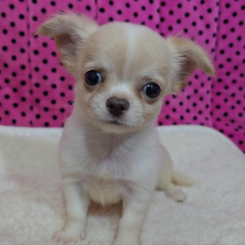 販売中の京都府のチワワ(ロングコート)-423377