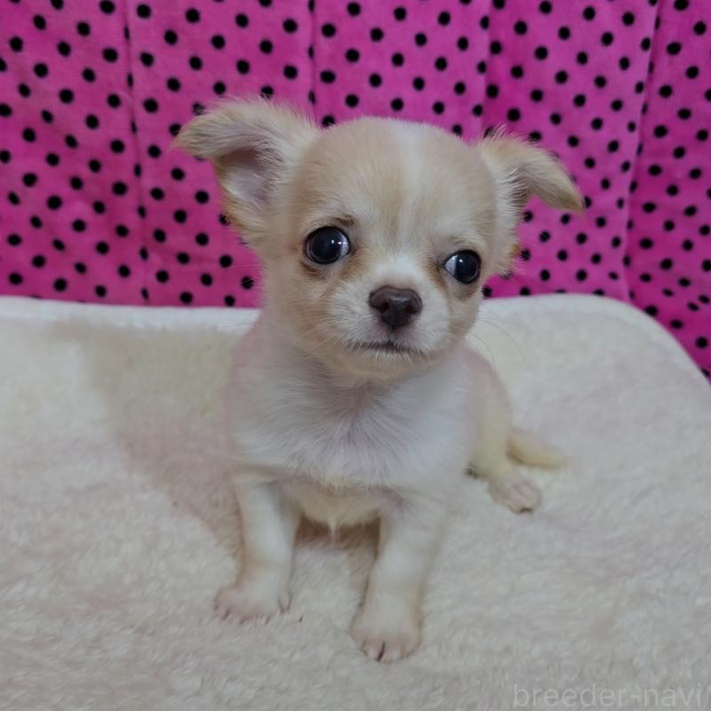 販売中の京都府のチワワ(ロングコート)-423377の4枚目