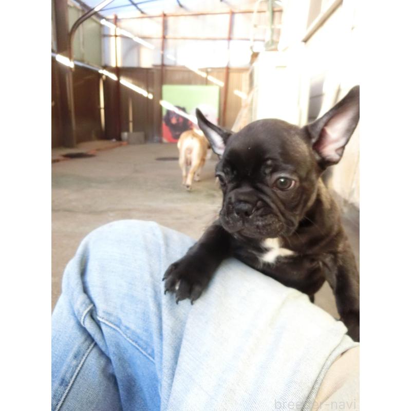 販売中の兵庫県のフレンチブルドッグ-421545の2枚目