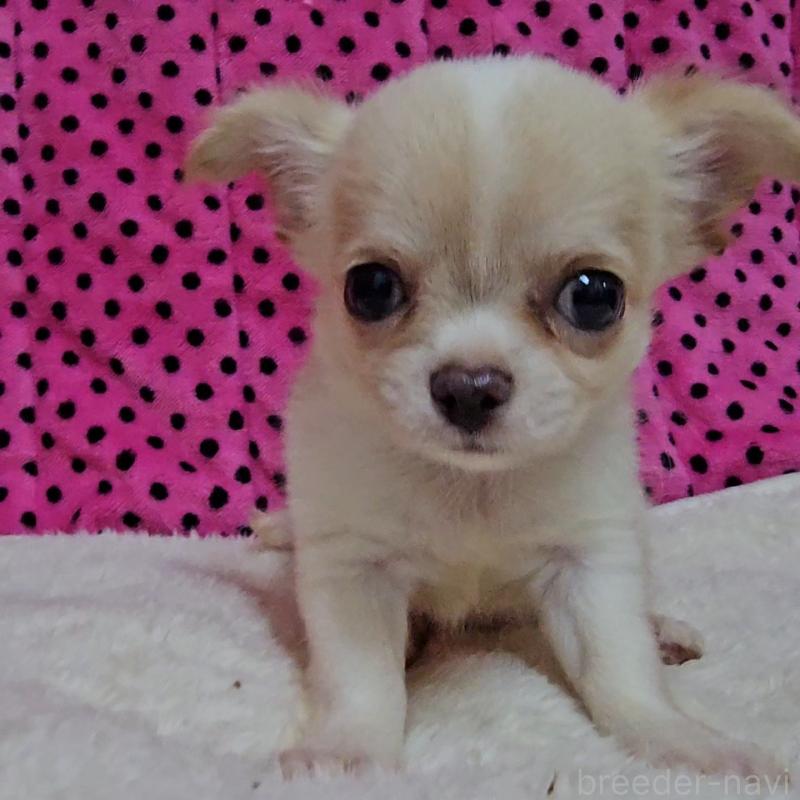 販売中の京都府のチワワ(ロングコート)-423377の3枚目