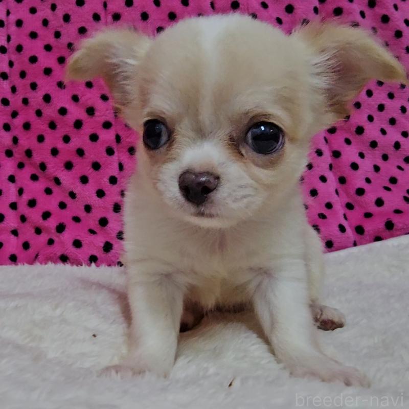 販売中の京都府のチワワ(ロングコート)-423377の2枚目