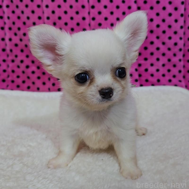 販売中の京都府のチワワ(ロングコート)-423379の1枚目