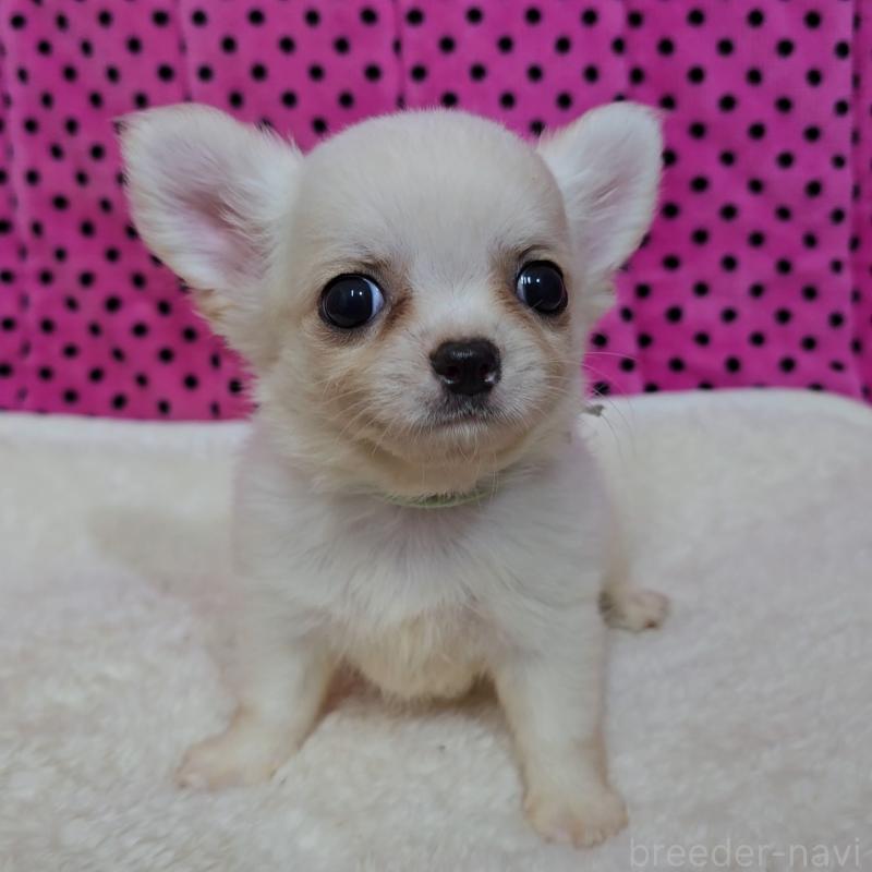 販売中の京都府のチワワ(ロングコート)-423379の4枚目