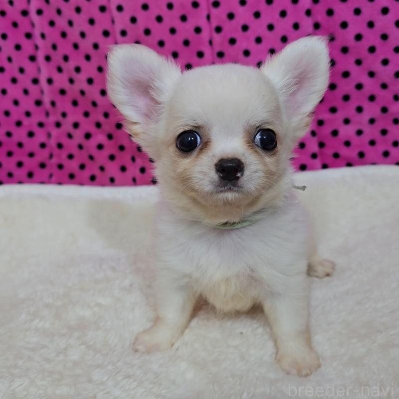 販売中の京都府のチワワ(ロングコート)-423379の3枚目