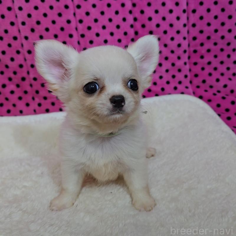 販売中の京都府のチワワ(ロングコート)-423379の2枚目