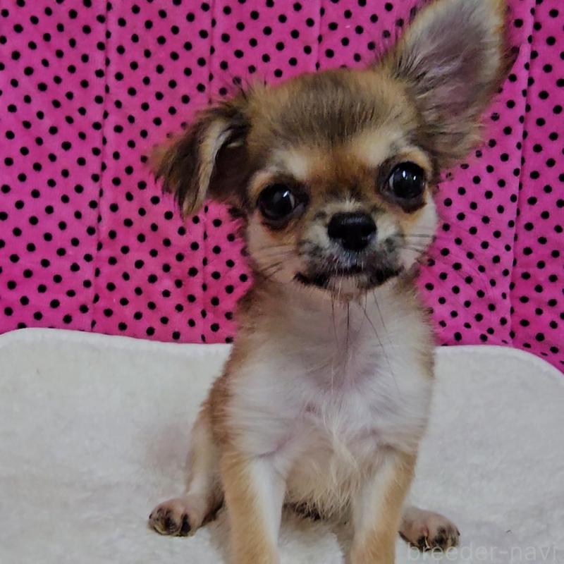 販売中の京都府のチワワ(ロングコート)-423380