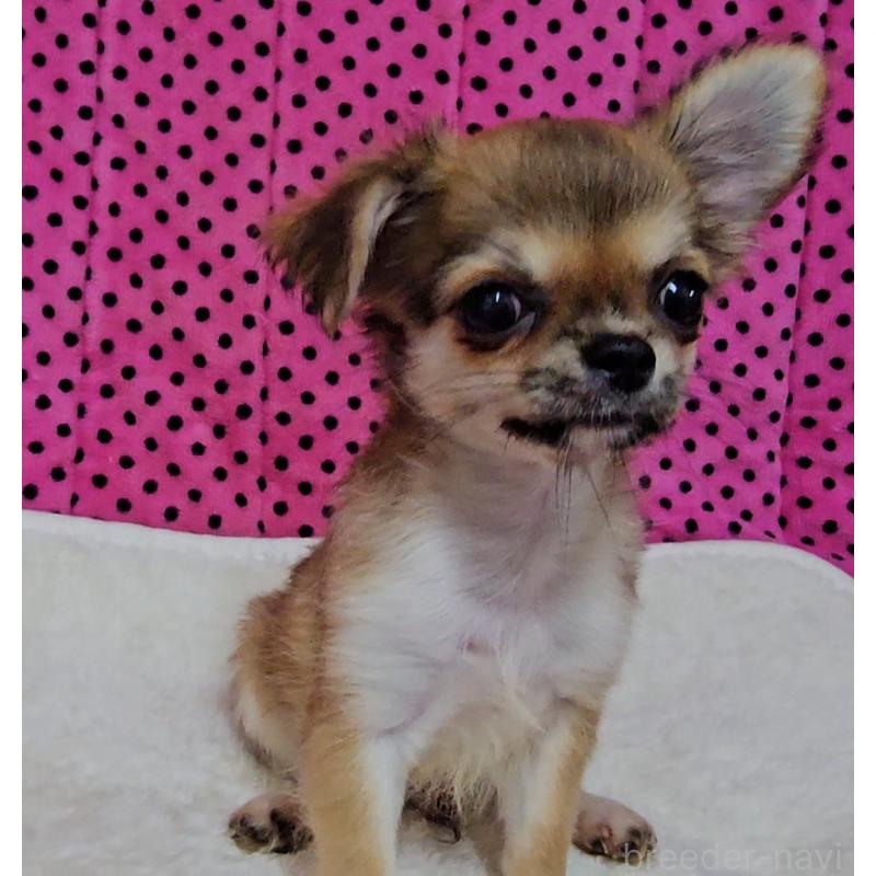 販売中の京都府のチワワ(ロングコート)-423380の3枚目