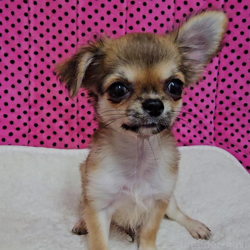 販売中の京都府のチワワ(ロングコート)-423380の2枚目