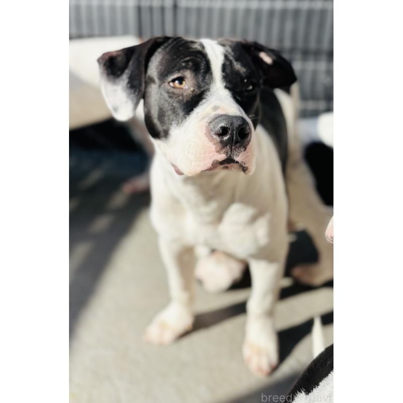 販売中の神奈川県のアメリカンピットブルテリア-417042