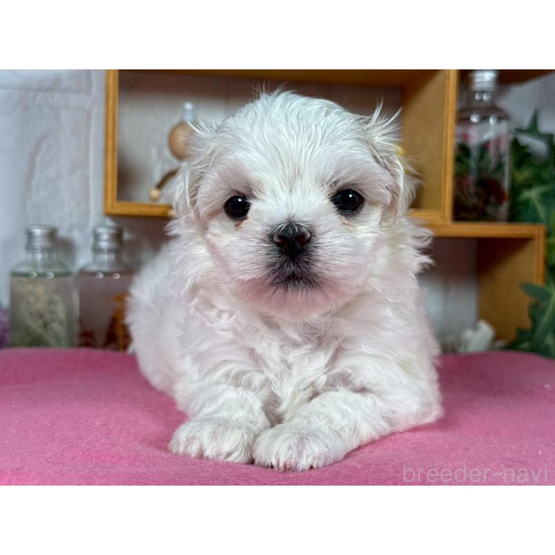 販売中の神奈川県のマルチーズ-421973