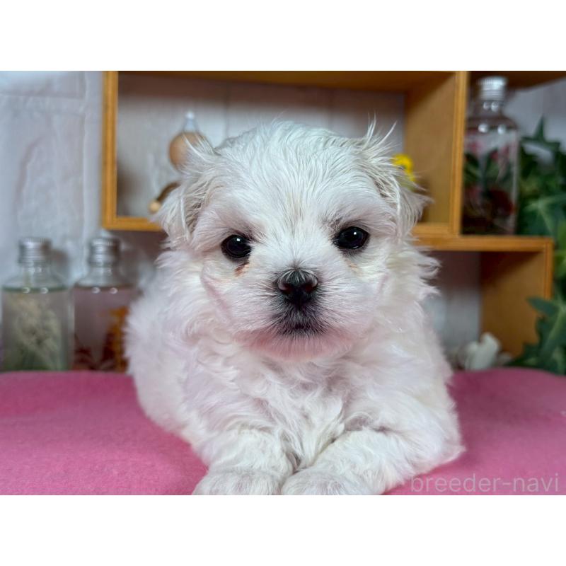 成約済の神奈川県のマルチーズ-421973の3枚目