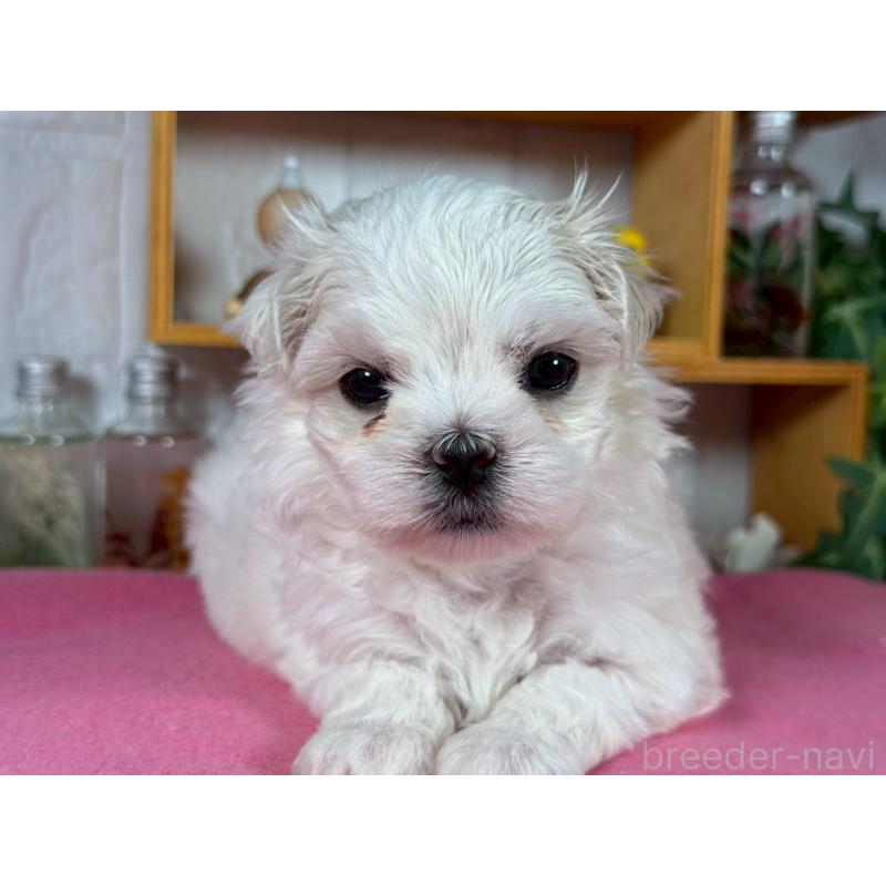 成約済の神奈川県のマルチーズ-421973の2枚目