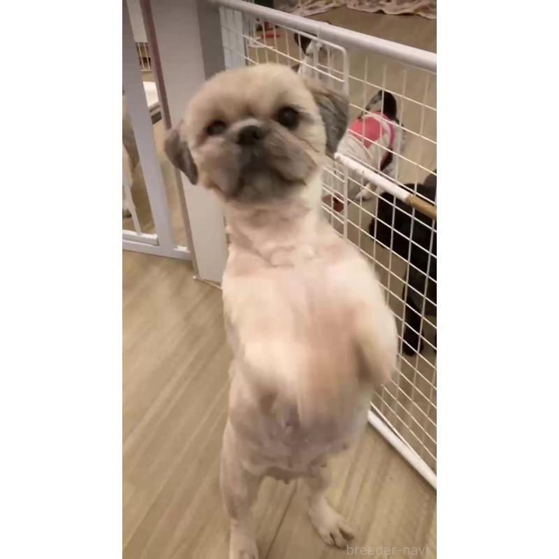 販売中の東京都のシーズー-423381の5枚目