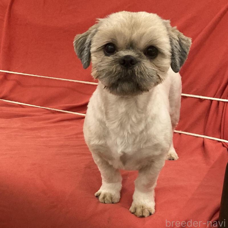 販売中の東京都のシーズー-423381の1枚目