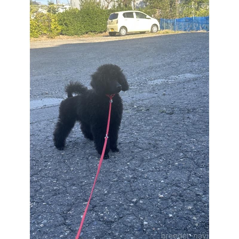 販売中の新潟県のミディアムプードル-404443の3枚目