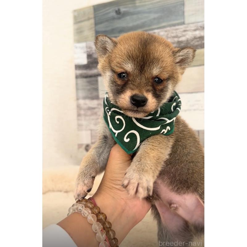 販売中の茨城県の柴犬-423382の4枚目