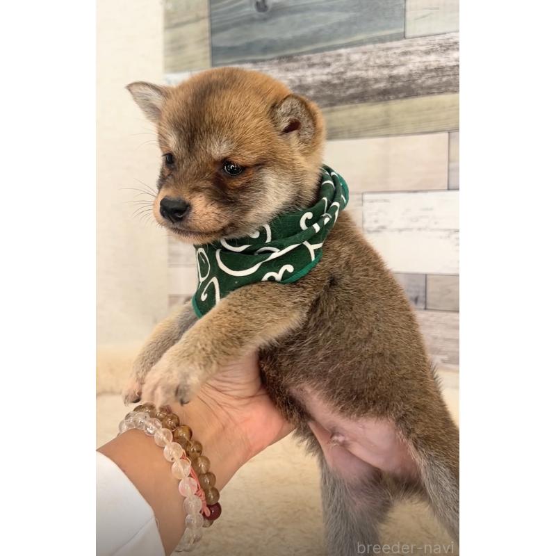 販売中の茨城県の柴犬-423382の3枚目