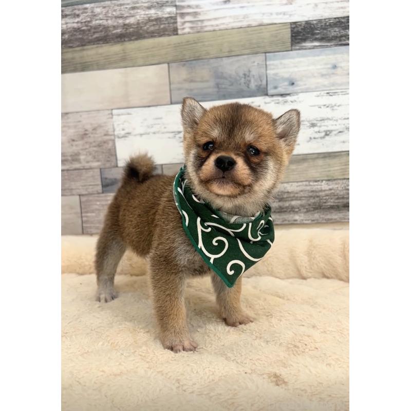 販売中の茨城県の柴犬-423382の2枚目