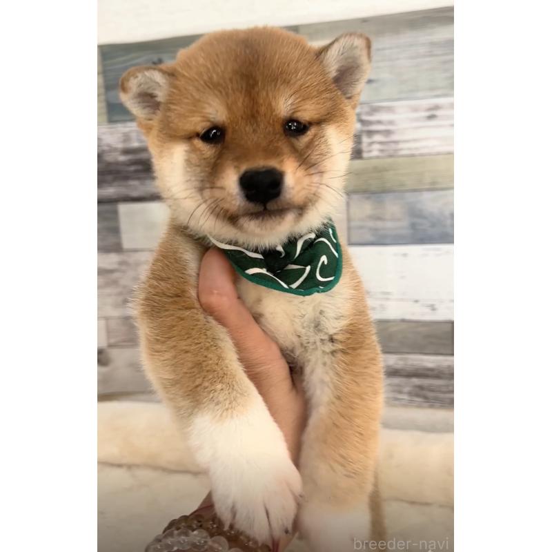 販売中の茨城県の柴犬-423384の3枚目