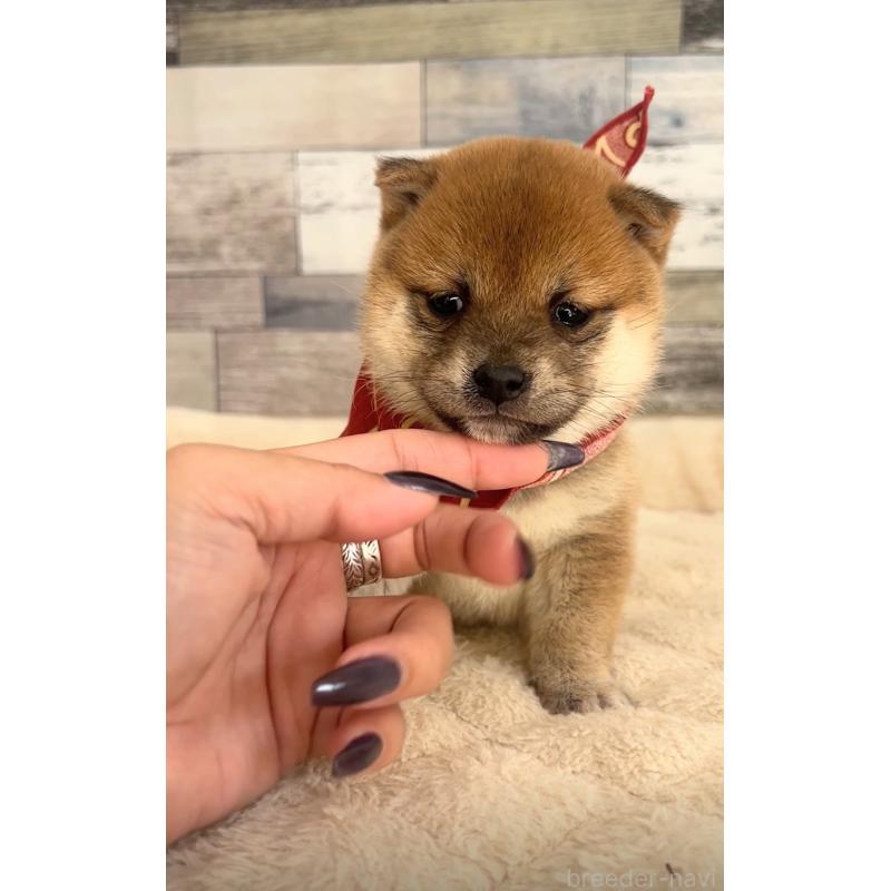 販売中の茨城県の豆柴-423385の4枚目