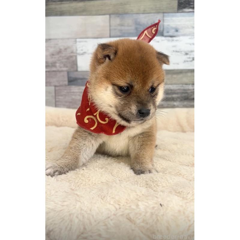 販売中の茨城県の豆柴-423385の3枚目