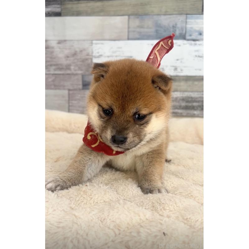 販売中の茨城県の豆柴-423385の2枚目