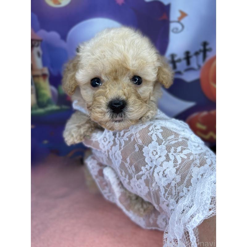 商談中の埼玉県のティーカッププードル-417055の3枚目