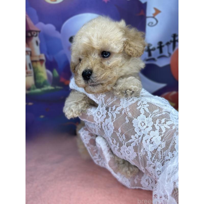 商談中の埼玉県のティーカッププードル-417055の2枚目