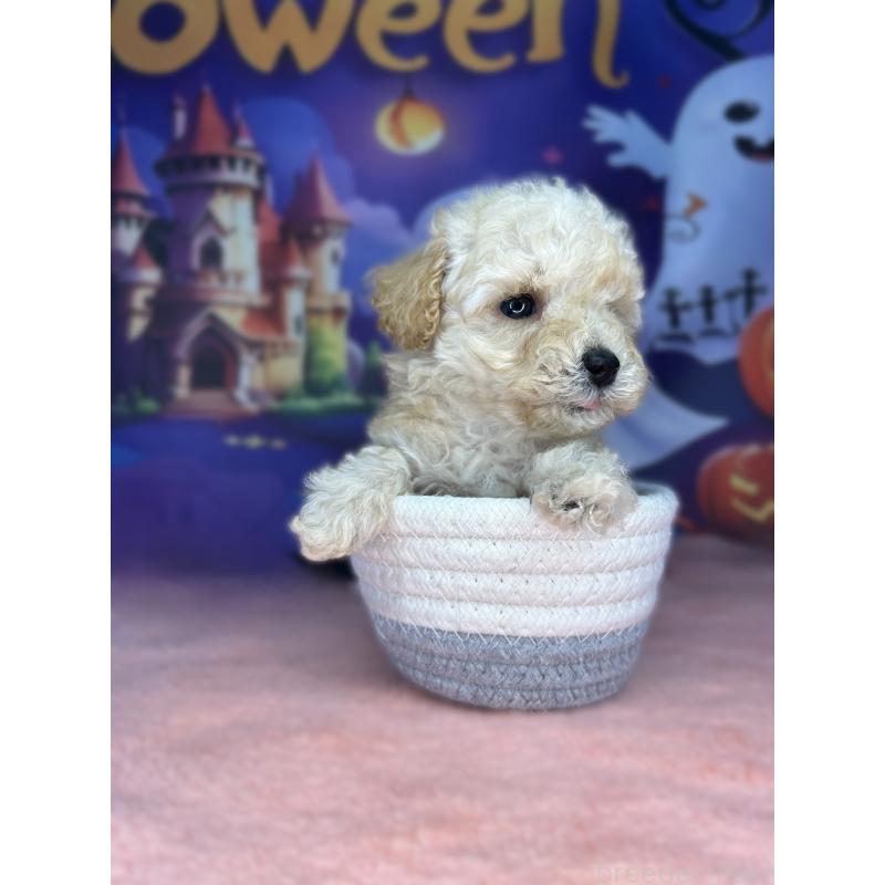 販売中の埼玉県のティーカッププードル-417058の3枚目