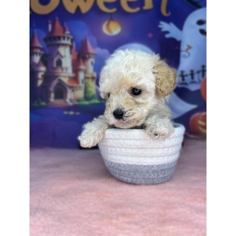 販売中の埼玉県のティーカッププードル-417058の2枚目