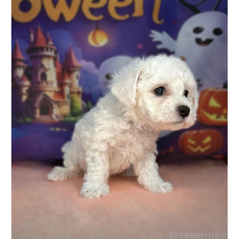 成約済の埼玉県のビションフリーゼ-417052の3枚目