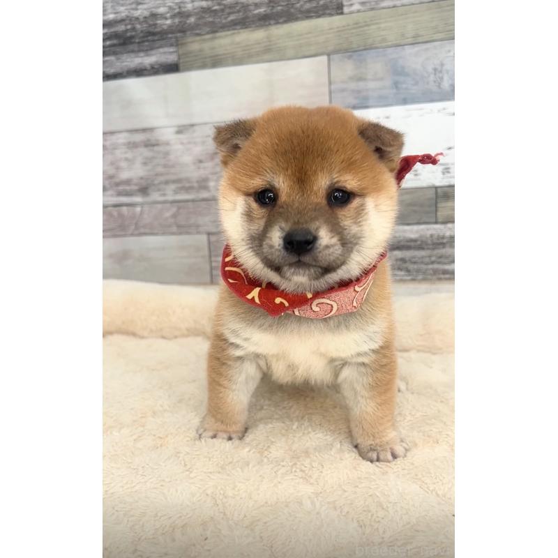 販売中の茨城県の豆柴-423387の5枚目