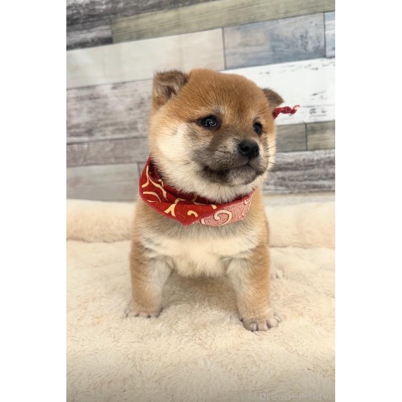 販売中の茨城県の豆柴-423387の3枚目