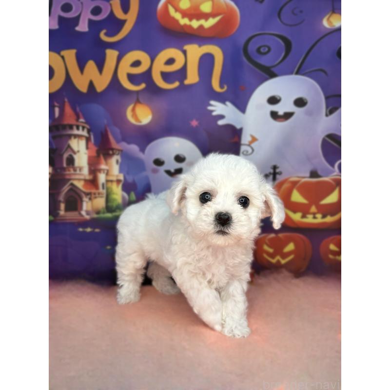 販売中の埼玉県のビションフリーゼ-417054の3枚目