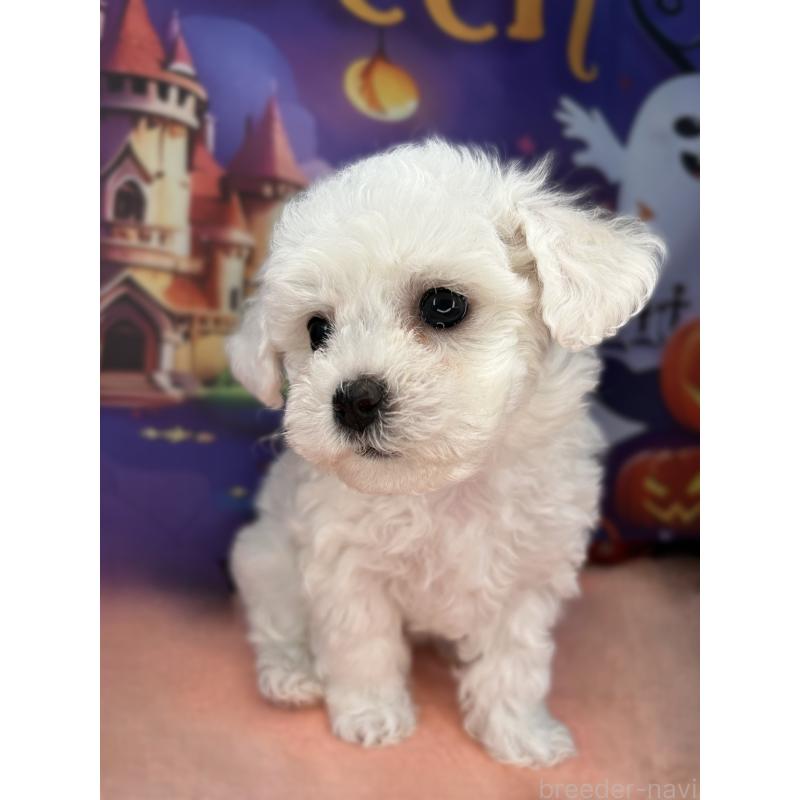 販売中の埼玉県のビションフリーゼ-417054の2枚目