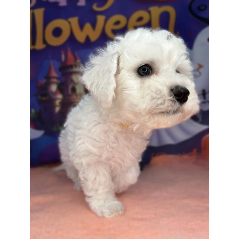 販売中の埼玉県のビションフリーゼ-417043の3枚目