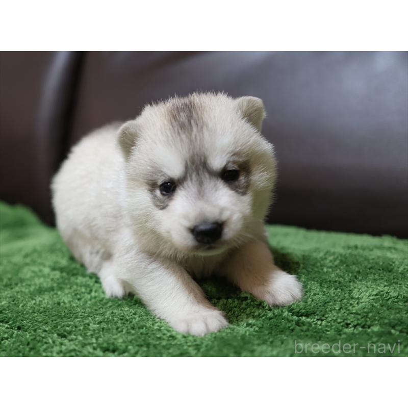 成約済の愛知県のシベリアンハスキー-420702の9枚目