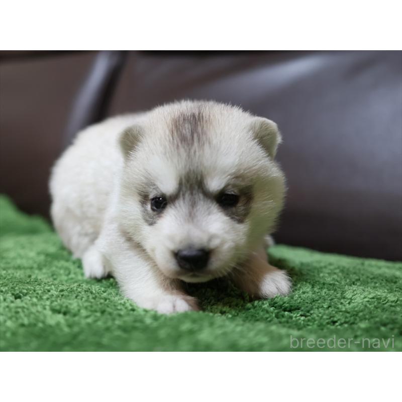 成約済の愛知県のシベリアンハスキー-420702の8枚目