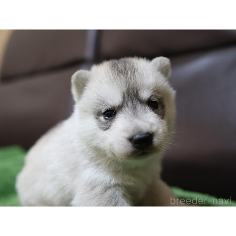 成約済の愛知県のシベリアンハスキー-420702の7枚目