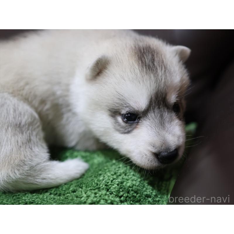 成約済の愛知県のシベリアンハスキー-420702の6枚目