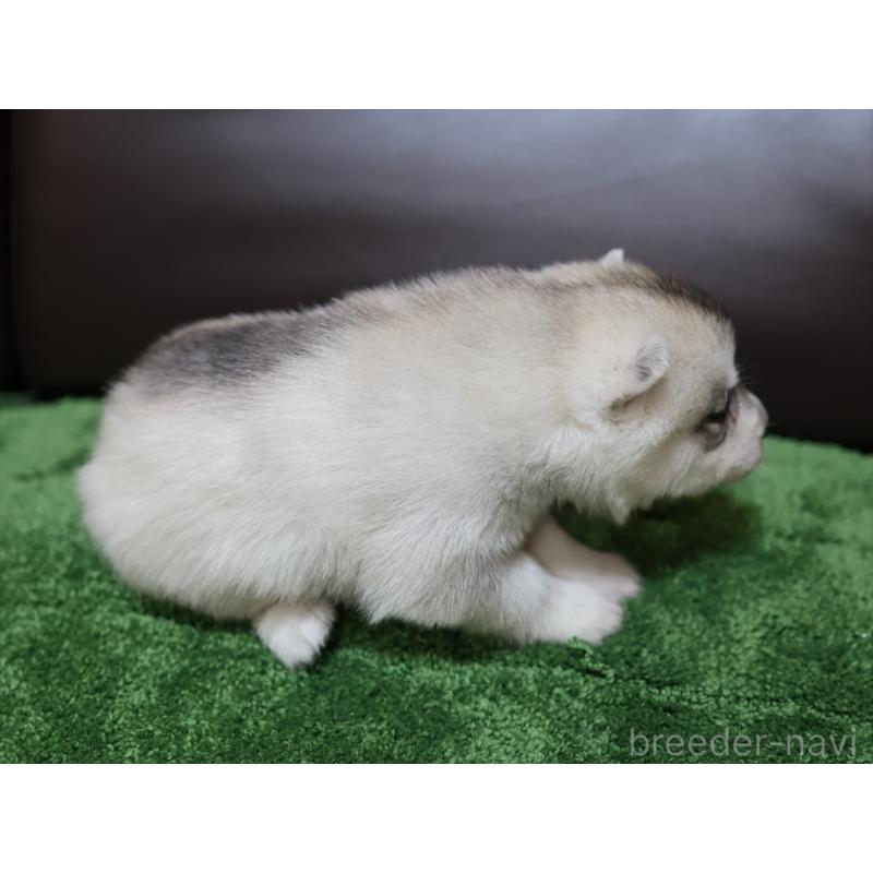 成約済の愛知県のシベリアンハスキー-420702の5枚目